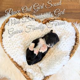 Peace out Girl Scout - Tri-color female Bernedoodle puppy in Grove, Oklahoma from Guinn Family Farms