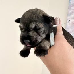 Light Blue Boy - Salt and pepper male Miniature Schnauzer puppy in Floyd, Virginia from Little River Puppies