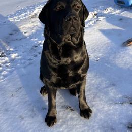 Labrador Retriever All Grown Up from Raising Hope Labradors