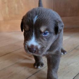 Sergio FIFA - Red tri-color male Australian Shepherd puppy in Solon, Maine from Mountain Range Australian Shepherds