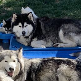 Laura Dickerson - Alaskan Husky