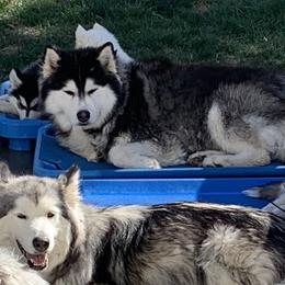 Laura Dickerson - Alaskan Husky