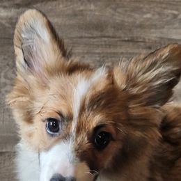 Rizzo - Red female Pembroke Welsh Corgi puppy in Holley, New York from Fawn Ridge Farm