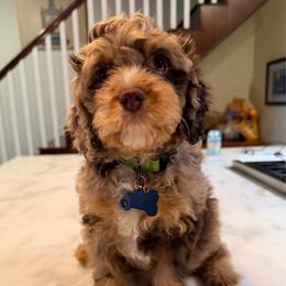 Cash - Merle male Cavapoo puppy in Cameron, South Carolina from Sassy Sailor & Company