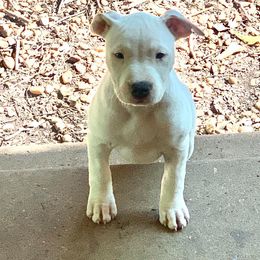 Staffordshire Bull Terrier and American Staffordshire Terrier  Puppies from Irresistibull Staffords