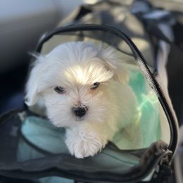 "Zero" Maltese Puppies from Genice’s Small Wonders