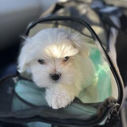 "Zero" Maltese Puppies from Genice’s Small Wonders
