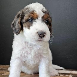 Sour Patch Kid - Grey and white male Bernedoodle puppy in Decatur, Georgia from So Adoodable