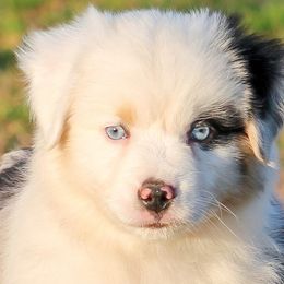 Snow White - Miniature American Shepherd puppy from Coastal’s Miniature American Shepherds
