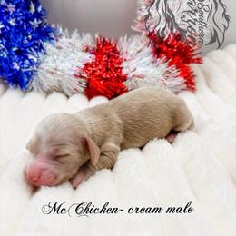 McChicken - Cream male Dachshund puppy in Prairieville, Louisiana from Southern Barron Danes & Dachshunds