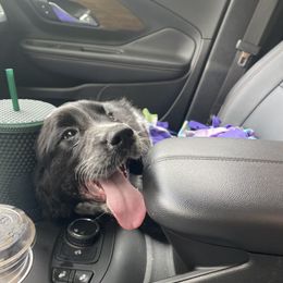 English Springer Spaniel Puppies from Saratoga Springers NY