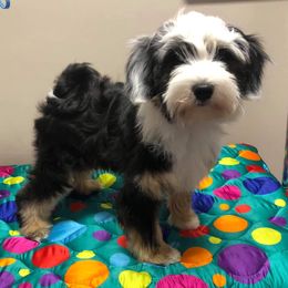 "Mo Mo at 5 months old!" Tibetan Terrier Puppies from Rama Kha Tibetans
