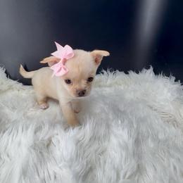 Bo Peep - Cream and white female Chihuahua puppy in Simpsonville, South Carolina from N&T's Chihuahuas
