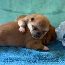 Puppy one - Red male Shiba Inu puppy in Tuscaloosa, Alabama from Rita and Daniel Montgomery - Cedarwood Siberians and Shibas