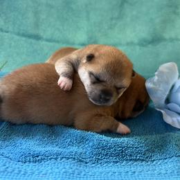 Puppy one - Red male Shiba Inu puppy in Tuscaloosa, Alabama from Rita and Daniel Montgomery - Cedarwood Siberians and Shibas