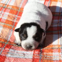 Sierra - Purple - Blue female Australian Cattle Dog puppy in Colbert, Oklahoma from LoveAHeeler