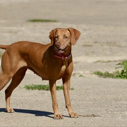 Howdy - Vizsla