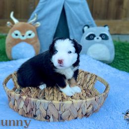 Australian Shepherd and Miniature Australian Shepherd Puppies from Integrity Aussies Tx