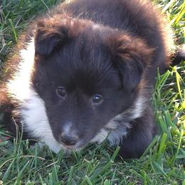 Willow - Black and white female Shetland Sheepdog puppy in Luray, Missouri from Krayola Shelties