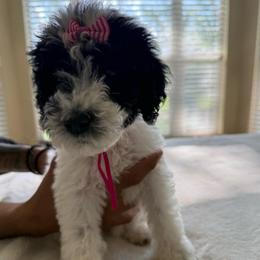 Lady Panda - Parti female Poodle puppy in Midlothian, Texas from Pristine Puppies & Signature Studs