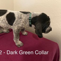 Boy 2 - Blue ticked Bluetick Coonhound puppy in Oroville, California from Sinha Bluetick Coonhounds