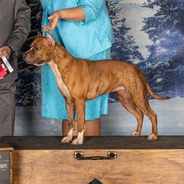 Aerial - American Pit Bull Terrier