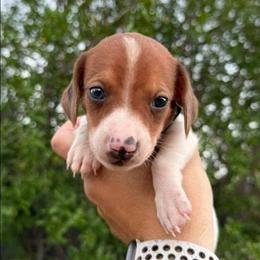 Puppy 6 - Red male Dachshund puppy in Riverside, California from Saddle Up Dachshunds