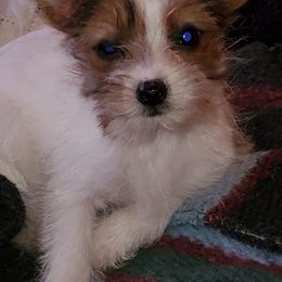 Companion Crosses from Sophia's Pets