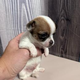 Biscuits - Chocolate sabled fawn male Chihuahua puppy in Sherwood, Arkansas from Bartelt Breeders