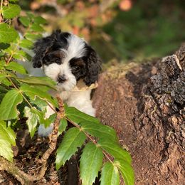 Cavapoo and Cockapoo Puppies from Heavenly puppies to love