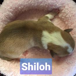 Pembroke Welsh Corgi Puppies from Whimsical Treasure Corgis