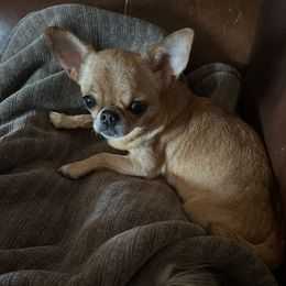 Dusty - Chihuahua