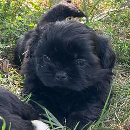 Franklin - Black male Shih Tzu puppy in Bloomfield, Indiana from Meihem Pups