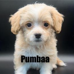 Pumbaa - Cream male Maltipoo puppy in Georgia/Florida, Florida from Fiesta Pups