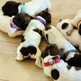 German Shorthaired Pointers from Miracles Happen Farm