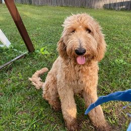 Goldendoodle Puppies from SunriseDoodles