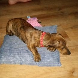 Rosie - Dachshund