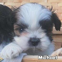 Michael - Brindle and white male Shih Tzu puppy in Jasper, Georgia from Tiny Bubbles Shih Tzus