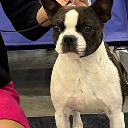Kiwi - Boston Terrier