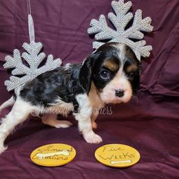 Crystal pending - Tri-color female Cavalier King Charles Spaniel puppy in Kermit, West Virginia from Stonecoal Cavaliers