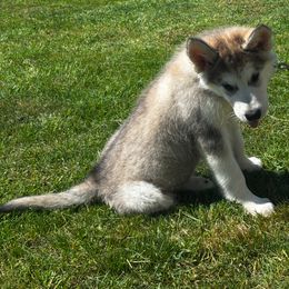Arrow - Gray and white Alaskan Malamute puppy in Easton, Maryland from Stars Howl-O Kennels by FurEver Friends Inc