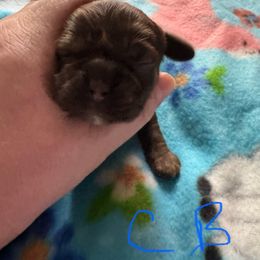 Brown - Brown and tan male Cocker Spaniel puppy in Soddy Daisy, Tennessee from Kaleidoscopic Creations