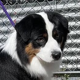 Molly - Miniature American Shepherd