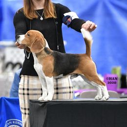 Thresher - Beagle