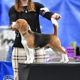 Thresher - Beagle