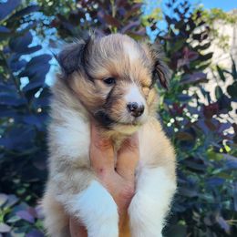 Sweetie - Sable and white female Shetland Sheepdog puppy in Weedsport, New York from M&M Shelties and Smooch-A-Bulls English Bulldogs