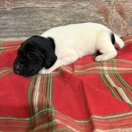 Black and White Female Pup - Black and white female German Shorthaired Pointer puppy in Freeport, Illinois from Rock Hollow Retrievers