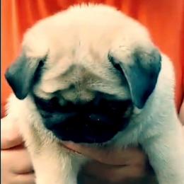 Pug Puppies from Pickwick Pugs