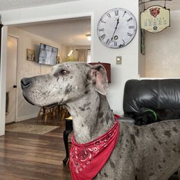 Dolly - Great Dane