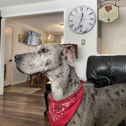 Dolly - Great Dane